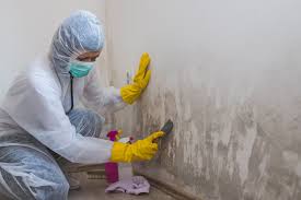 Agoura Hills, CA Mold Prevention & Removal  Company